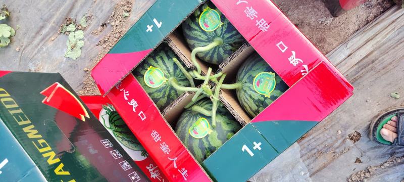 精品美都西瓜