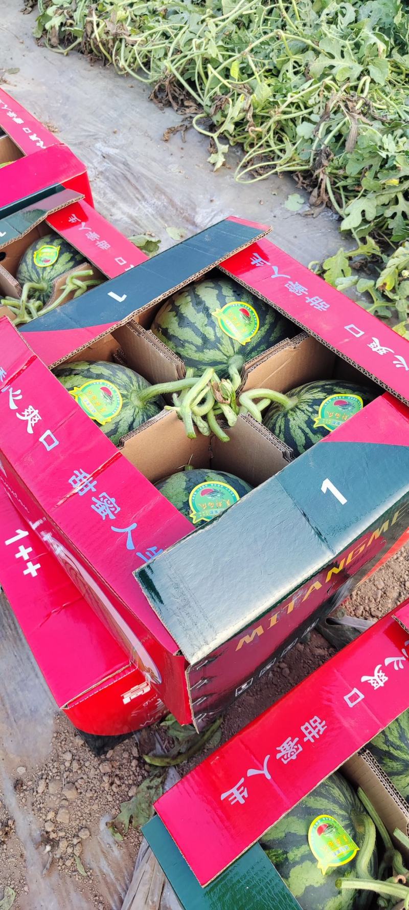 精品美都西瓜