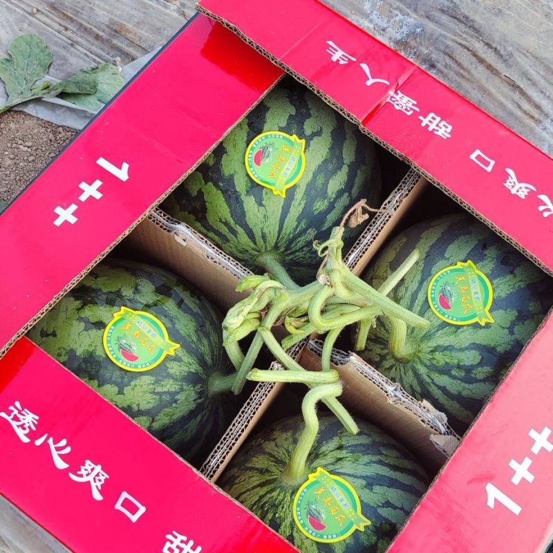 精品美都西瓜