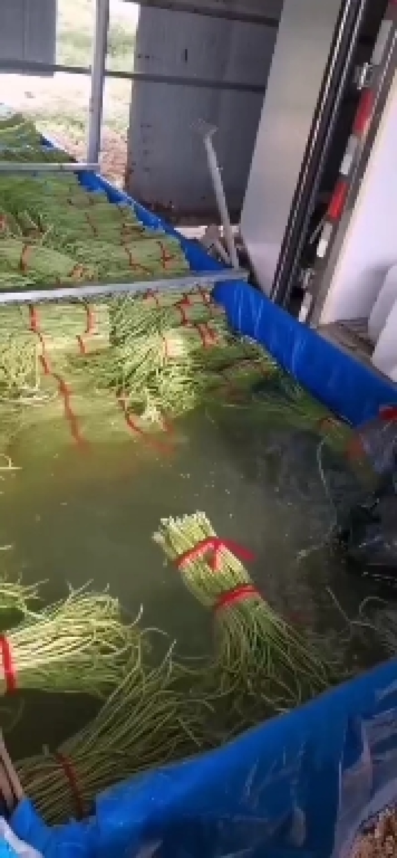 河北精品大棚长豆角，大量上市，现摘现发，可视频看货