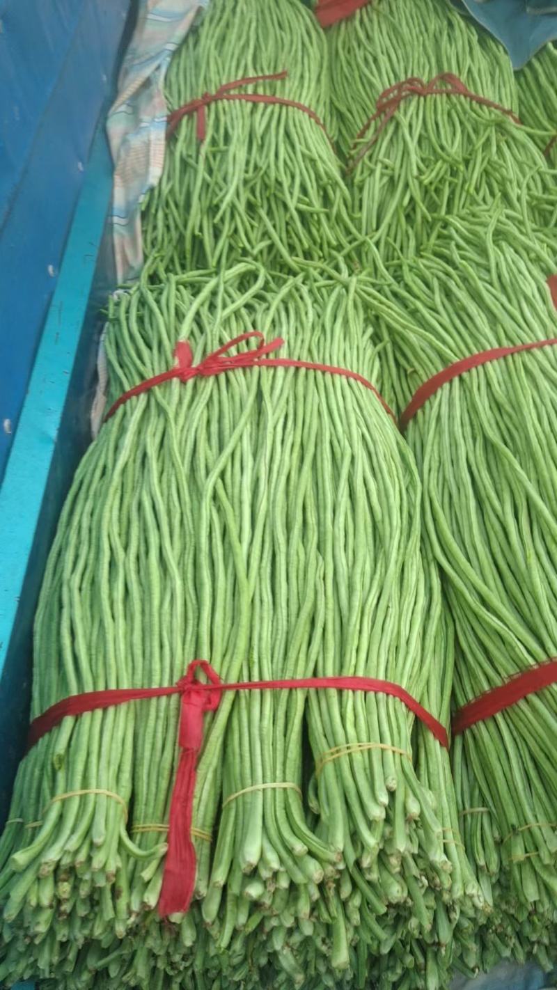 河北精品大棚长豆角，大量上市，现摘现发，可视频看货