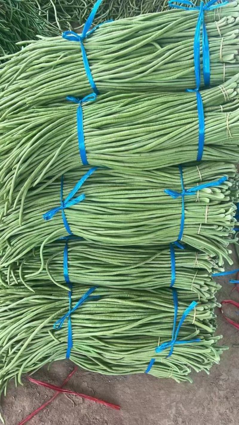 河北精品大棚长豆角，大量上市，现摘现发，可视频看货