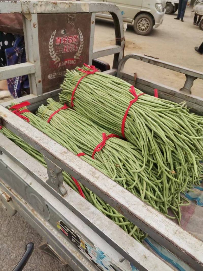 河北精品大棚长豆角，大量上市，现摘现发，可视频看货