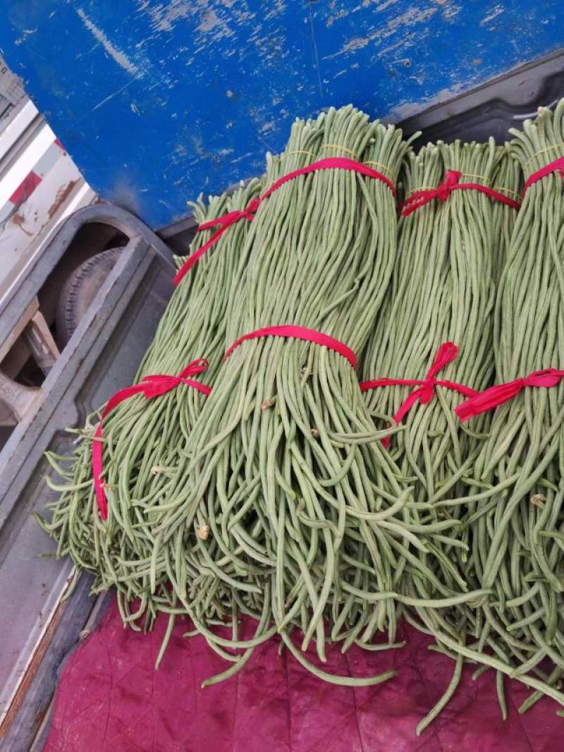 河北精品大棚长豆角，大量上市，现摘现发，可视频看货