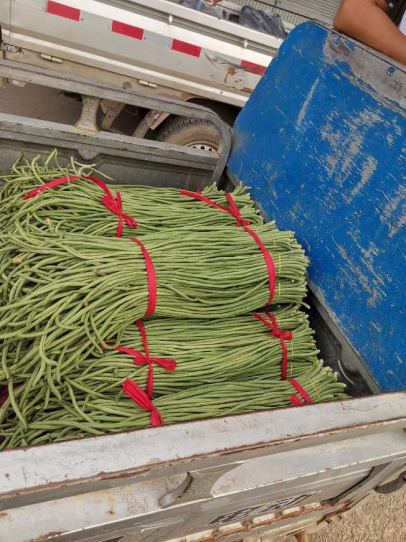 河北精品大棚长豆角，大量上市，现摘现发，可视频看货