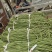 河北精品大棚长豆角，大量上市，现摘现发，可视频看货