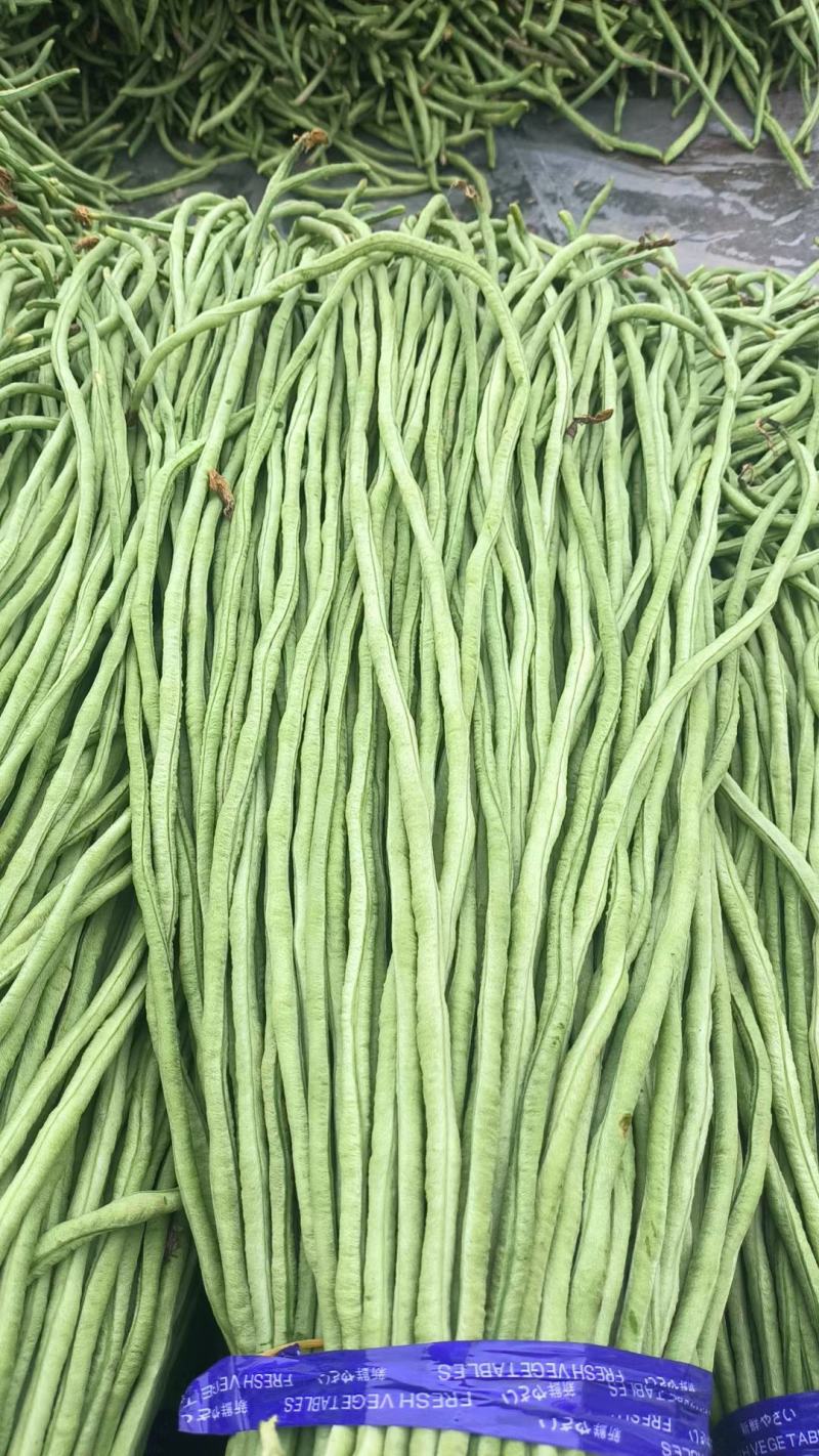 河北精品大棚长豆角，大量上市，现摘现发，可视频看货