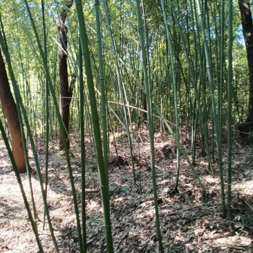 长期出售1—5公分山竹菜架竹防腐竹