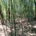 长期出售1—5公分山竹菜架竹防腐竹
