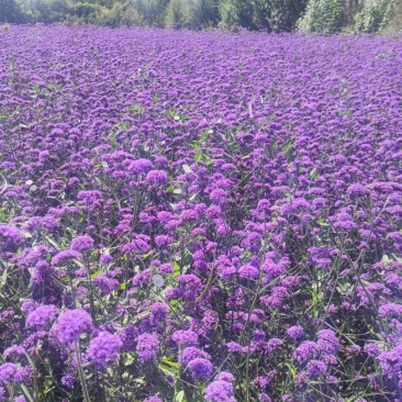 柳叶马鞭草，花海花坛景观绿化精品推荐，基地一手货源。