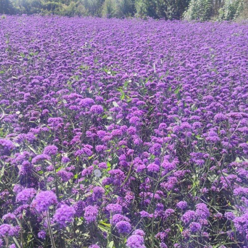 柳叶马鞭草，花海花坛景观绿化精品推荐，基地一手货源。