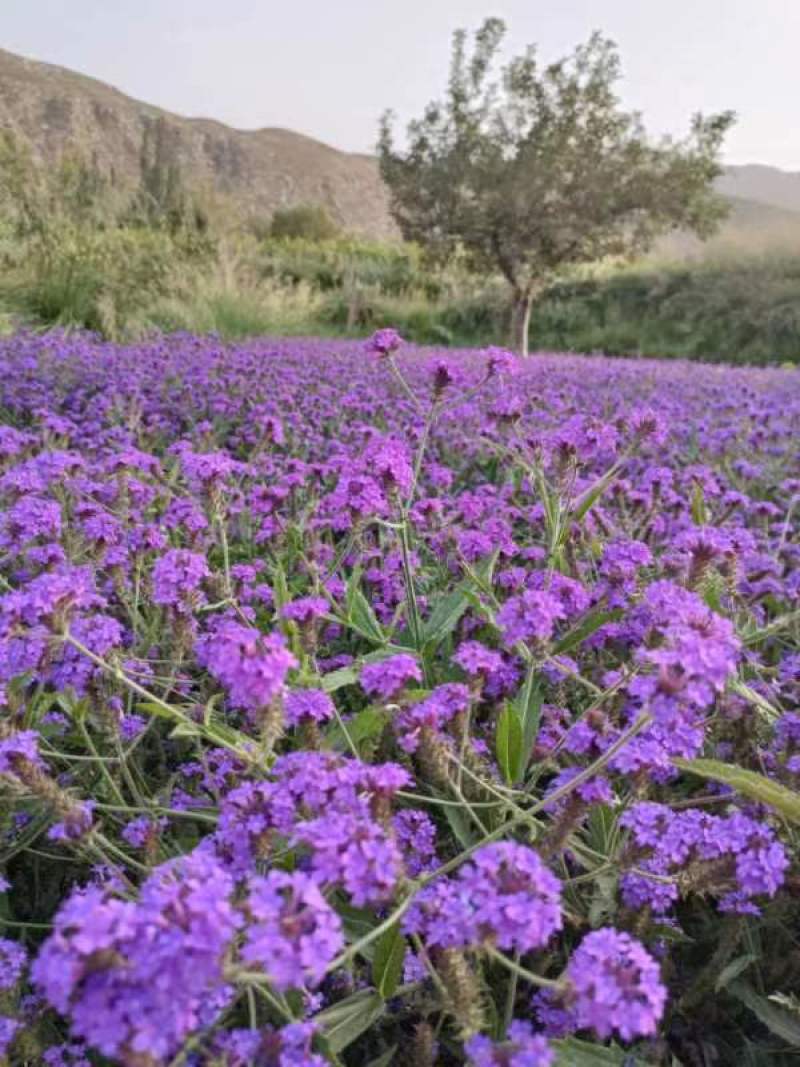 柳叶马鞭草，花海花坛景观绿化精品推荐，基地一手货源。