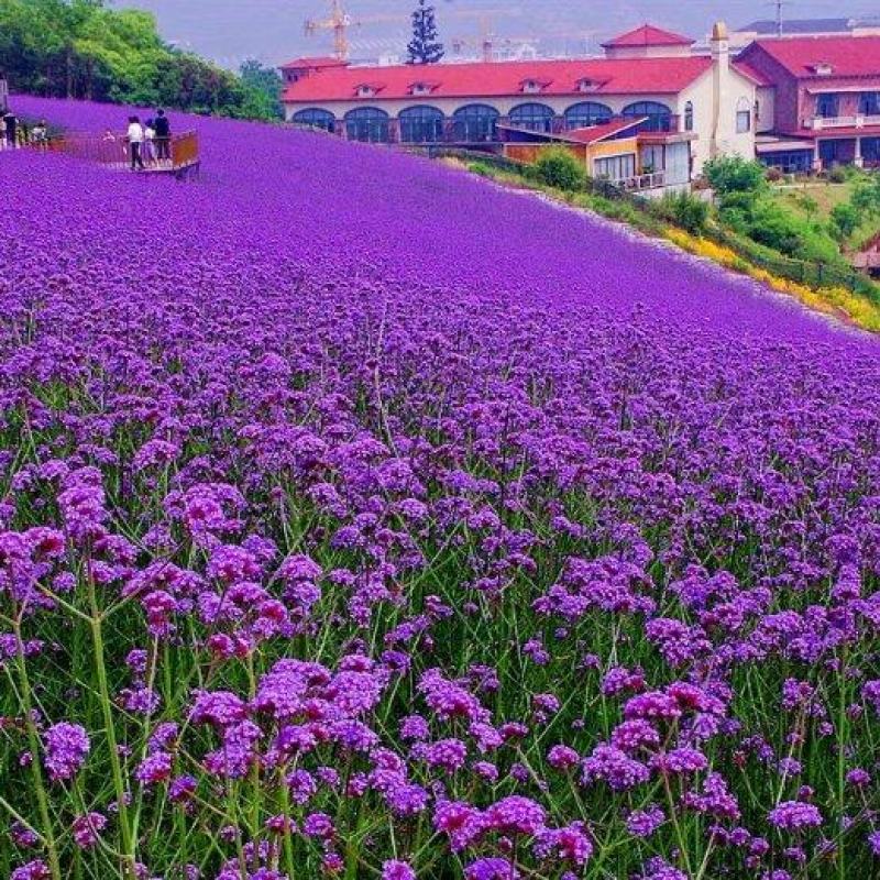 柳叶马鞭草，花海花坛景观绿化精品推荐，基地一手货源。