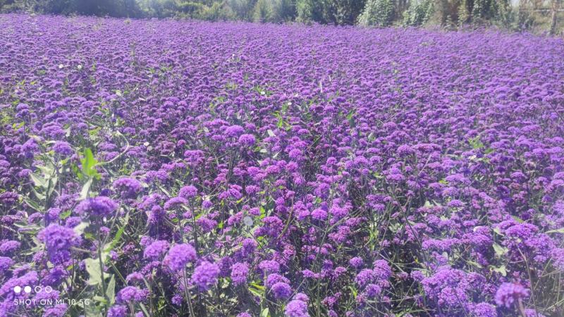 柳叶马鞭草，花海花坛景观绿化精品推荐，基地一手货源。