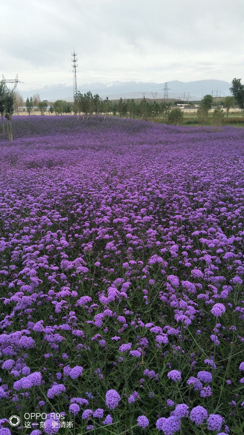 柳叶马鞭草，花海花坛景观绿化精品推荐，基地一手货源。