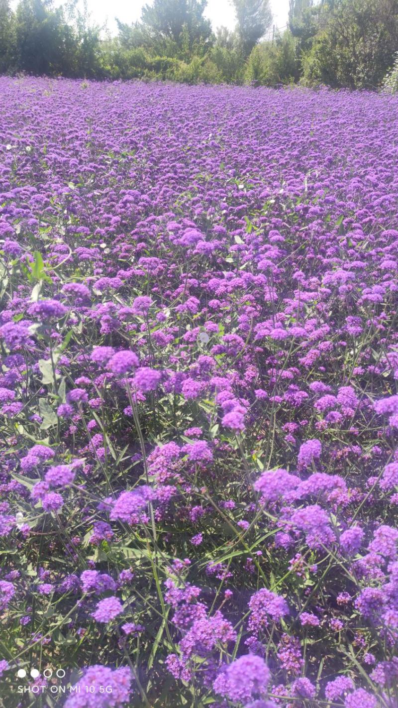 柳叶马鞭草，花海花坛景观绿化精品推荐，基地一手货源。