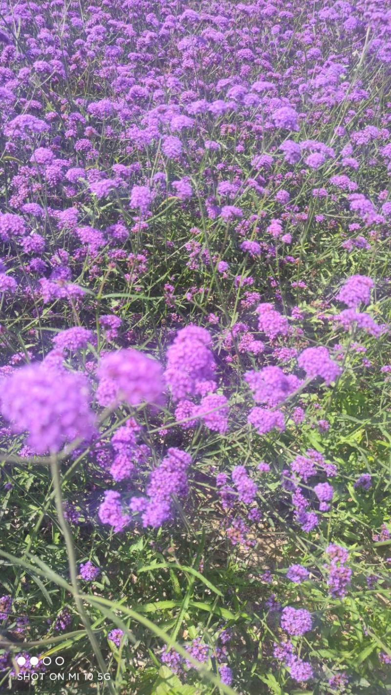 柳叶马鞭草，花海花坛景观绿化精品推荐，基地一手货源。