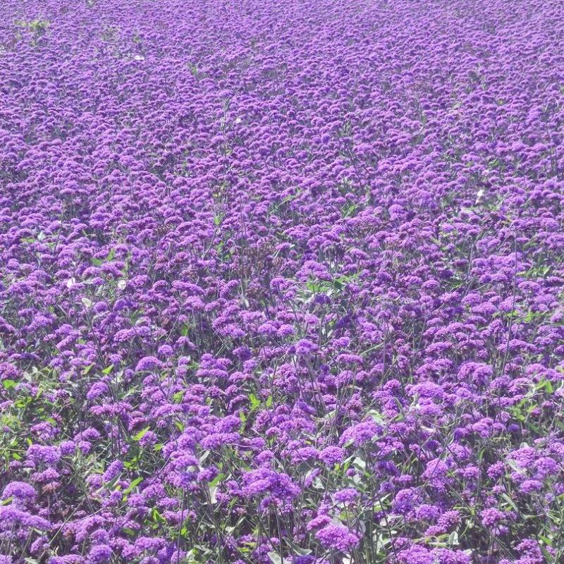 柳叶马鞭草，花海花坛景观绿化精品推荐，基地一手货源。