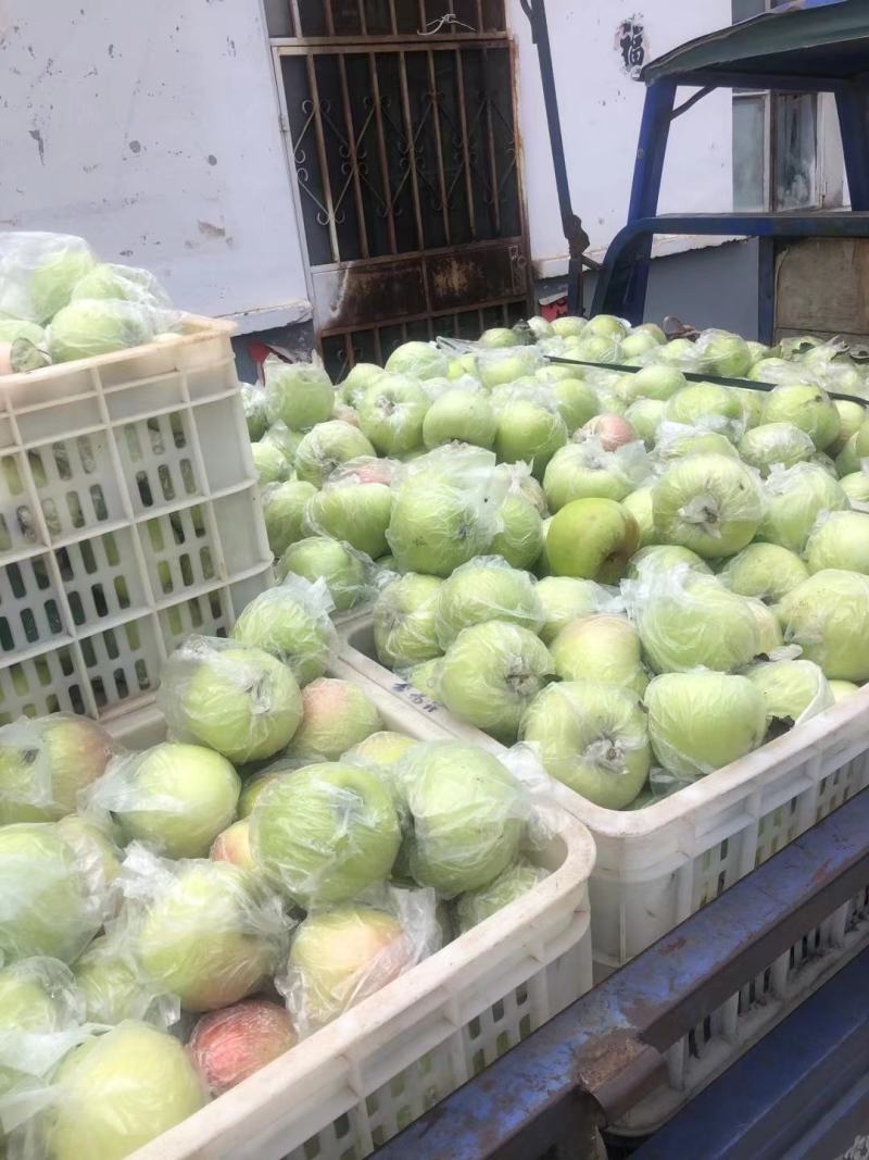 金帅苹果80mm以上膜袋