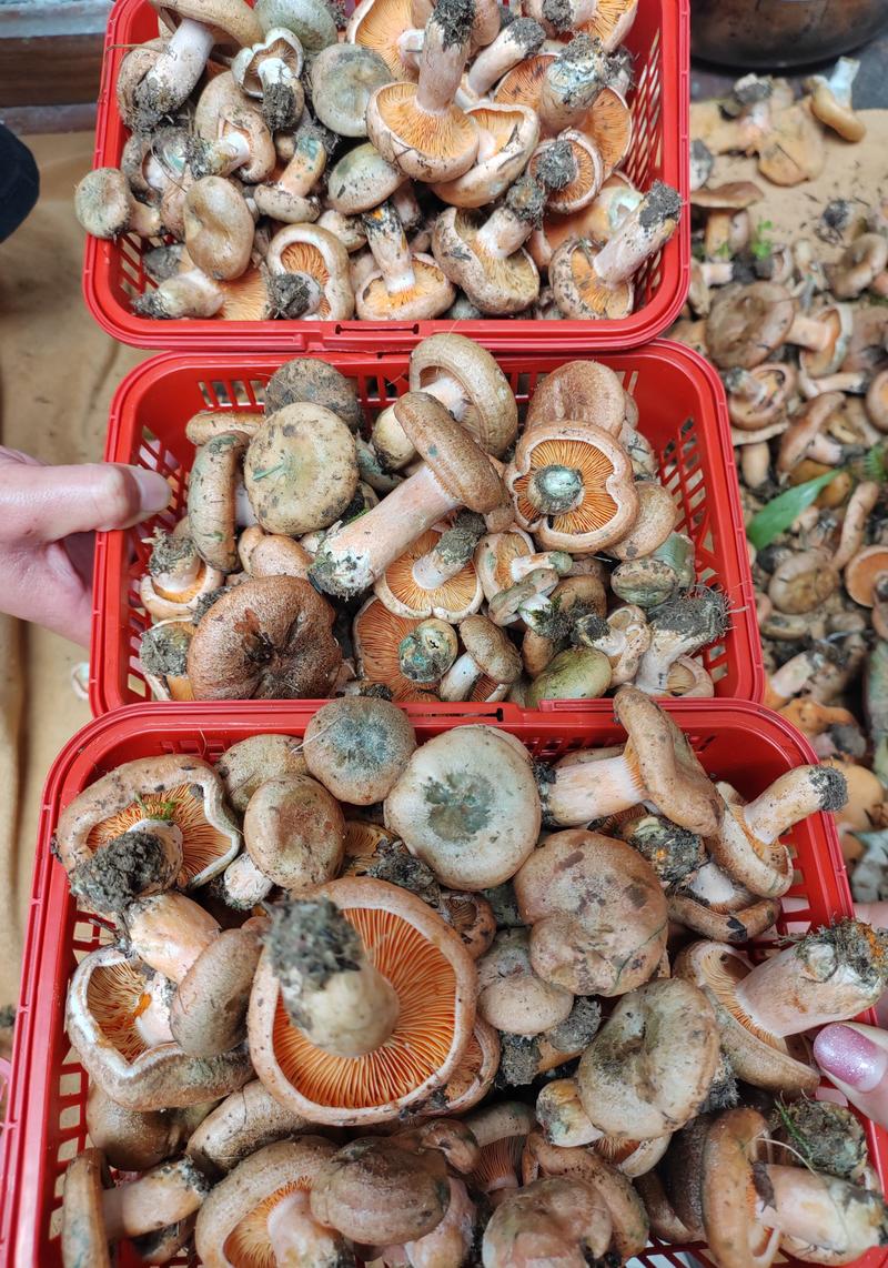 四川阿坝州野生新鲜松树菌，鸡纵菌，松菌子，蘑菇