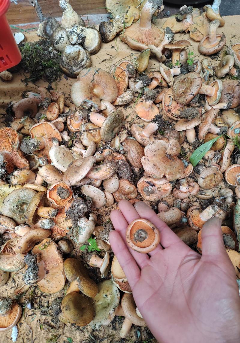 四川阿坝州野生新鲜松树菌，鸡纵菌，松菌子，蘑菇