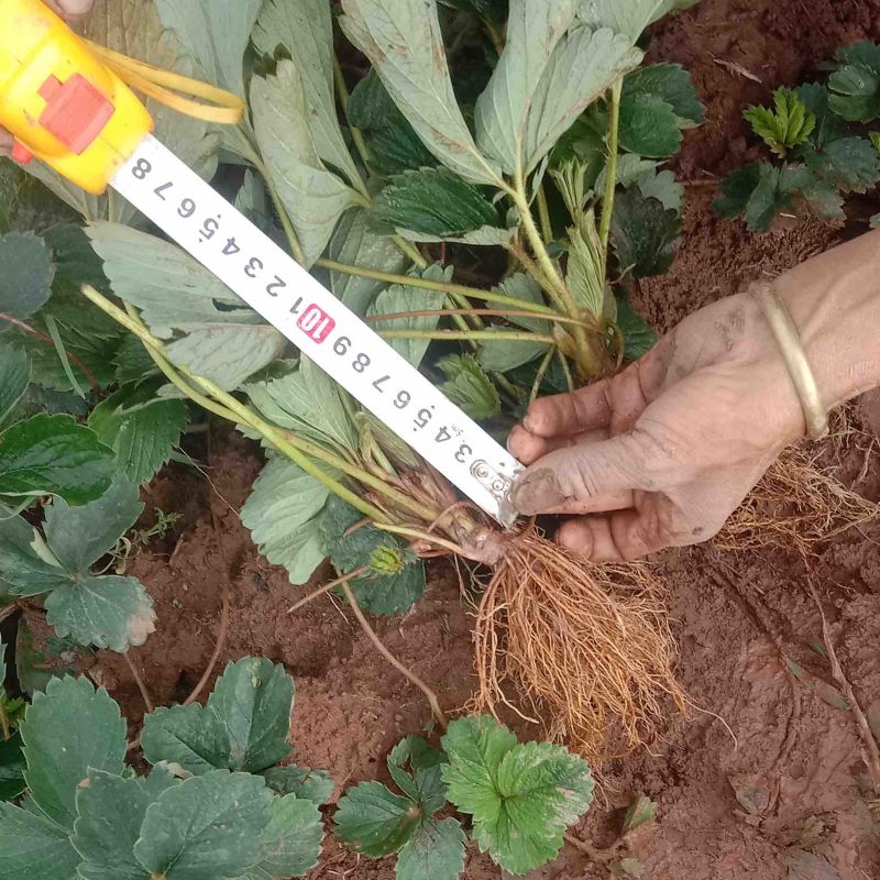 【推荐】黔莓1号草莓苗云南楚雄产地直发品质好需要老板电话
