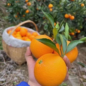 纽荷尔甜橙产地直销爆汁纯甜枝头鲜果电商大量走货一手货源