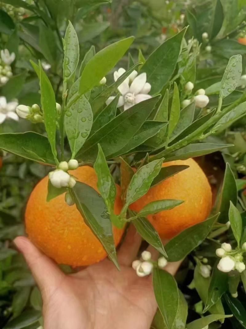 伦晚帝王橙花果同枝超甜电商市场老板联系我视屏看货一手货源