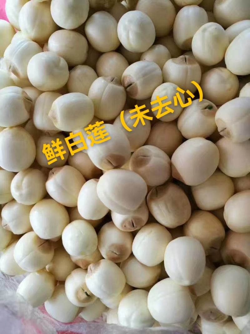 通心白莲子新鲜白莲，江西手工通心莲，大量供应