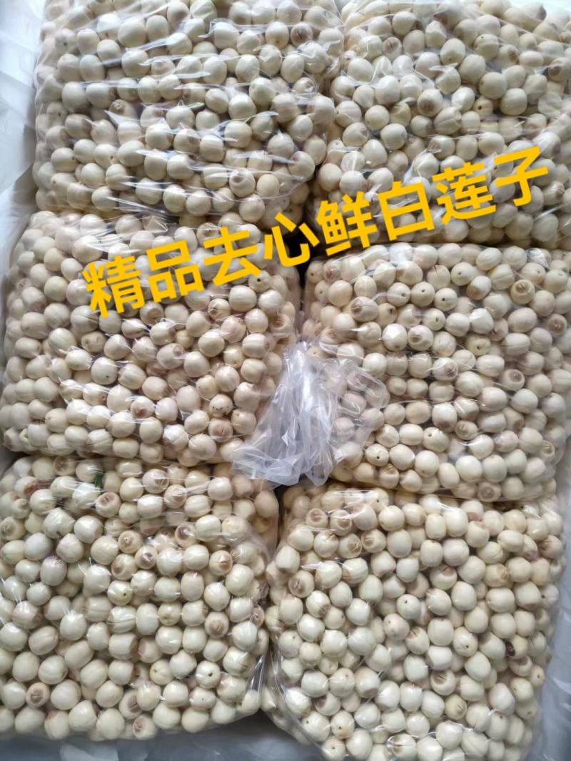 通心白莲子新鲜白莲，江西手工通心莲，大量供应