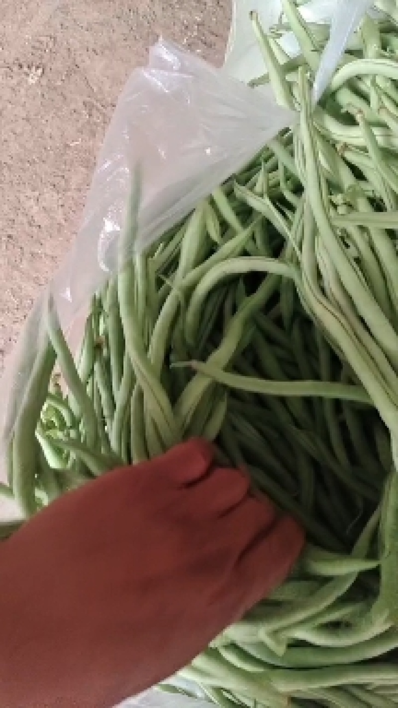 精品豆王