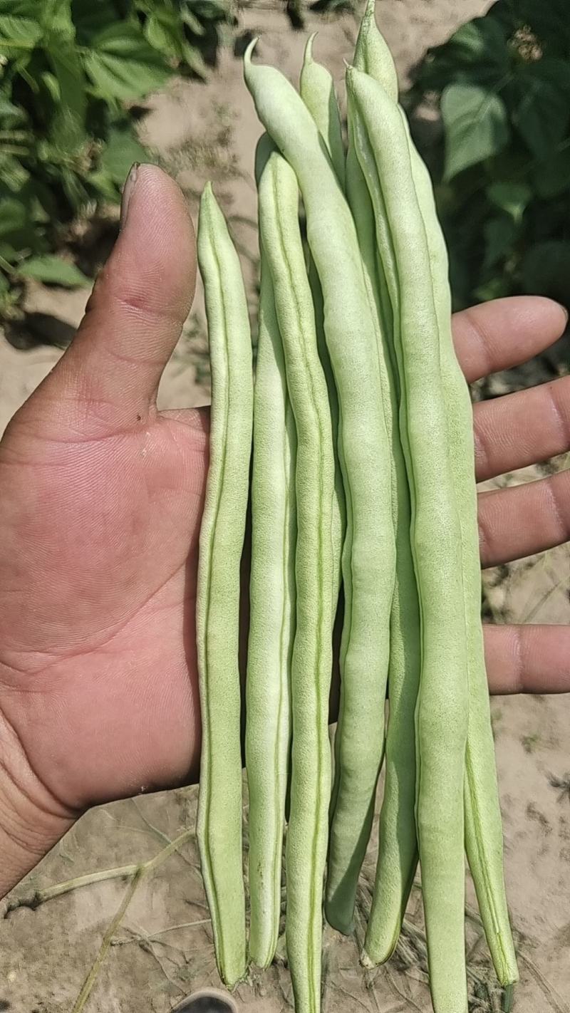 精品豆王