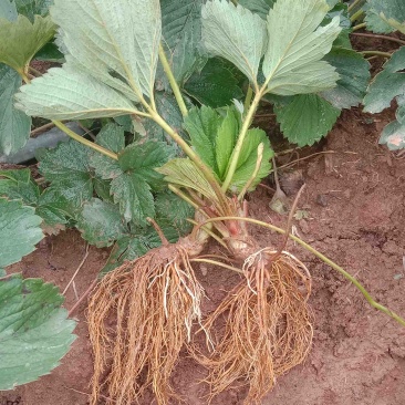 红玉草莓苗移栽苗，无病害，根系发达，根状茎粗壮