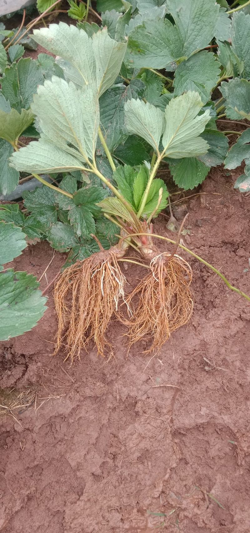 红玉草莓苗移栽苗，无病害，根系发达，根状茎粗壮