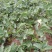 红玉草莓苗移栽苗，无病害，根系发达，根状茎粗壮