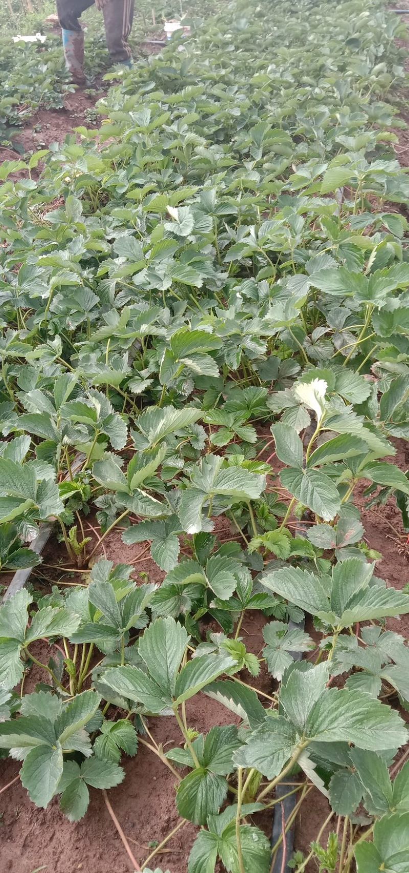 红玉草莓苗移栽苗，无病害，根系发达，根状茎粗壮
