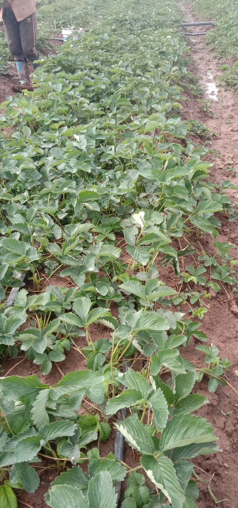 红玉草莓苗移栽苗，无病害，根系发达，根状茎粗壮
