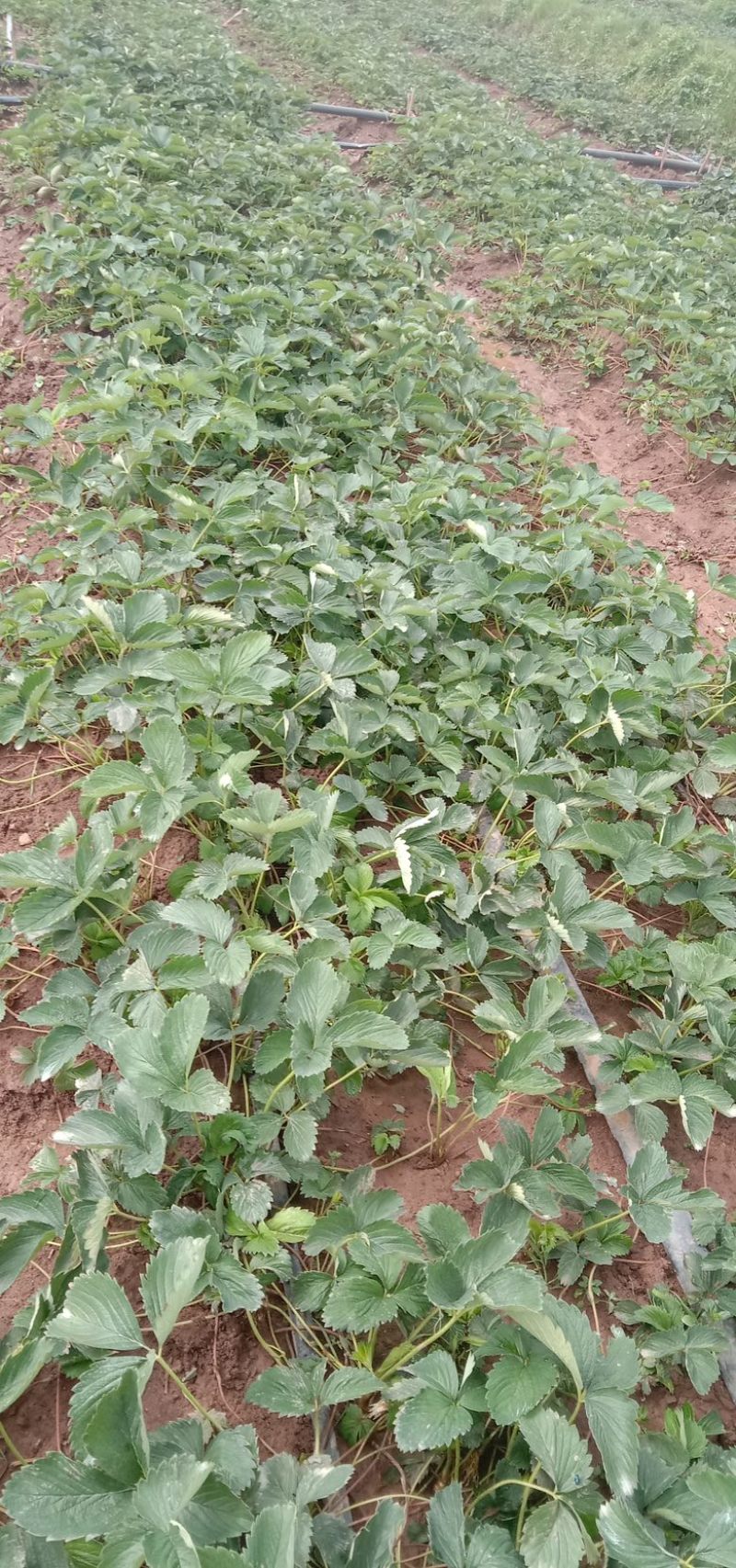 红玉草莓苗移栽苗，无病害，根系发达，根状茎粗壮