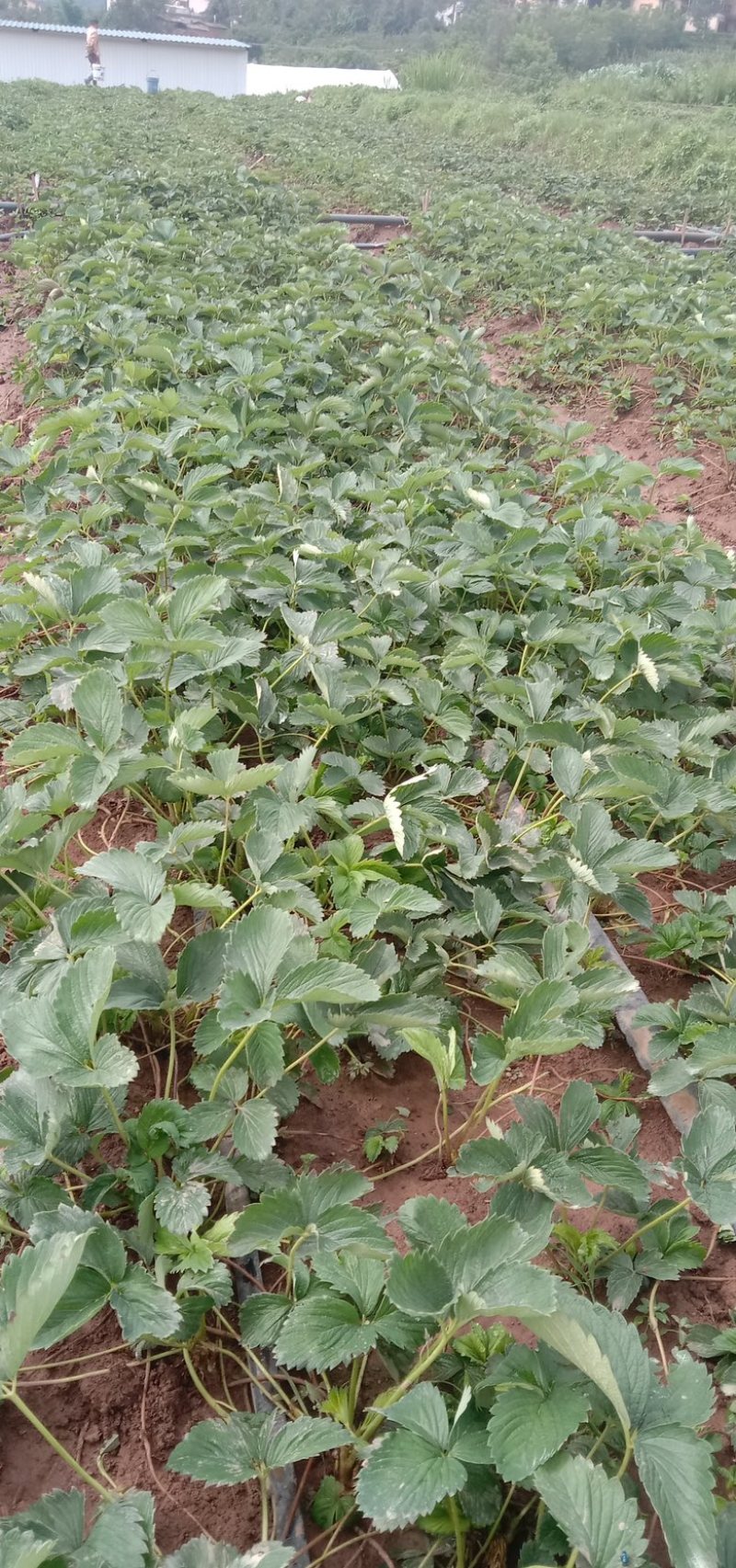 红玉草莓苗移栽苗，无病害，根系发达，根状茎粗壮