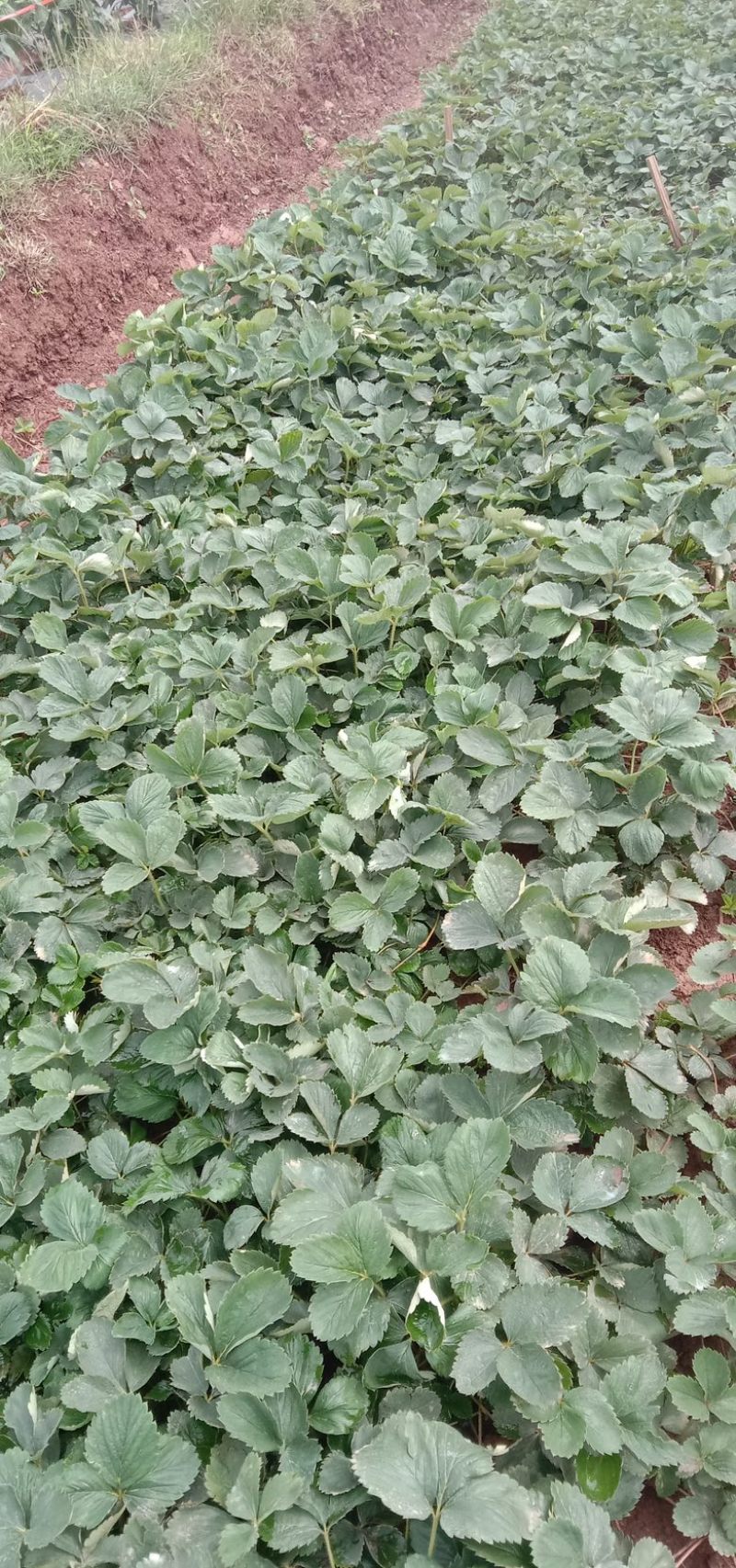 云南楚雄市高山章姬草莓苗（苗粗壮，无任何病害）