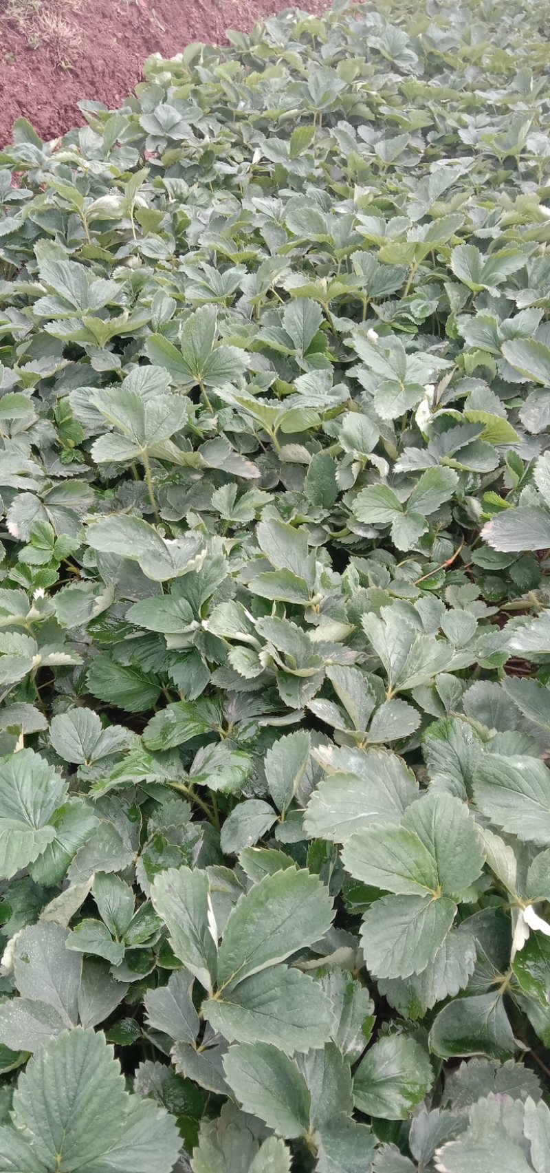 云南楚雄市高山章姬草莓苗（苗粗壮，无任何病害）
