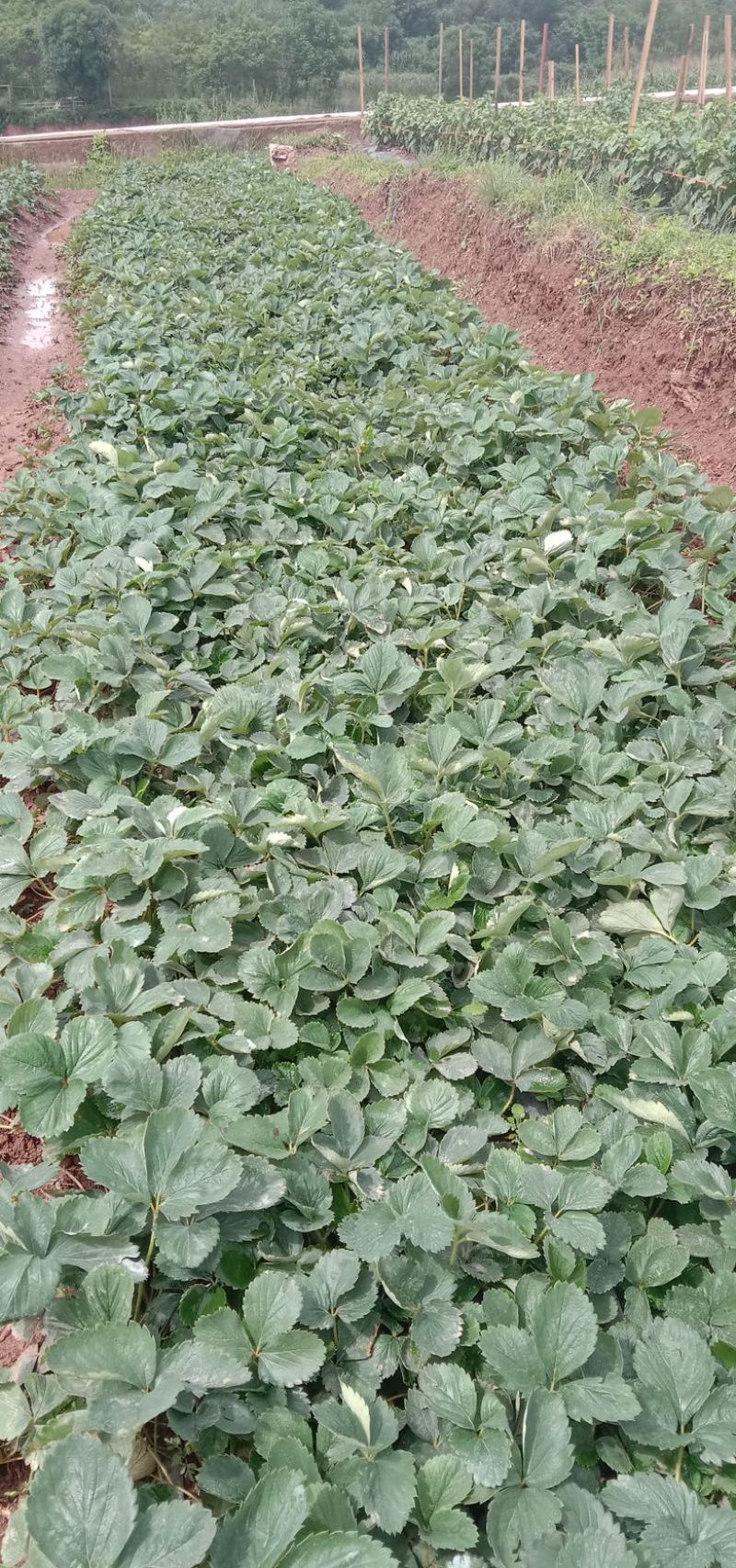 云南楚雄市高山章姬草莓苗（苗粗壮，无任何病害）