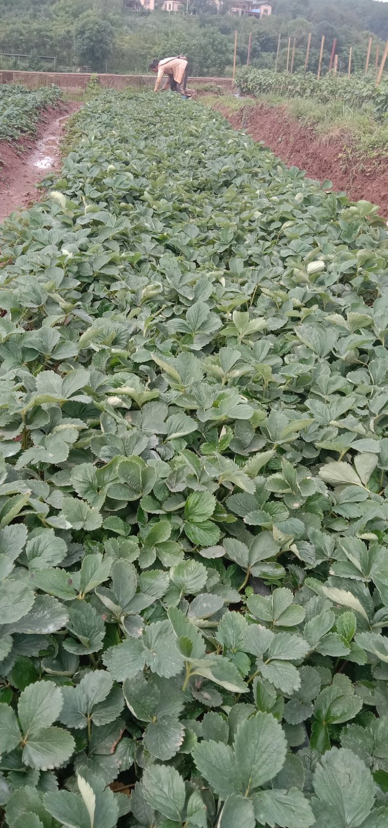 云南楚雄市高山章姬草莓苗（苗粗壮，无任何病害）
