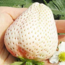 雪兔草莓母苗（大果），根系好，无病害，售价高
