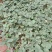雪兔草莓苗（大果），根系好，无病害，售价高