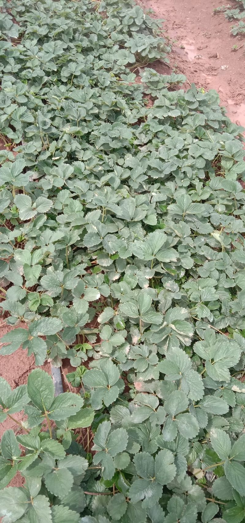 雪兔草莓苗（大果），根系好，无病害，售价高