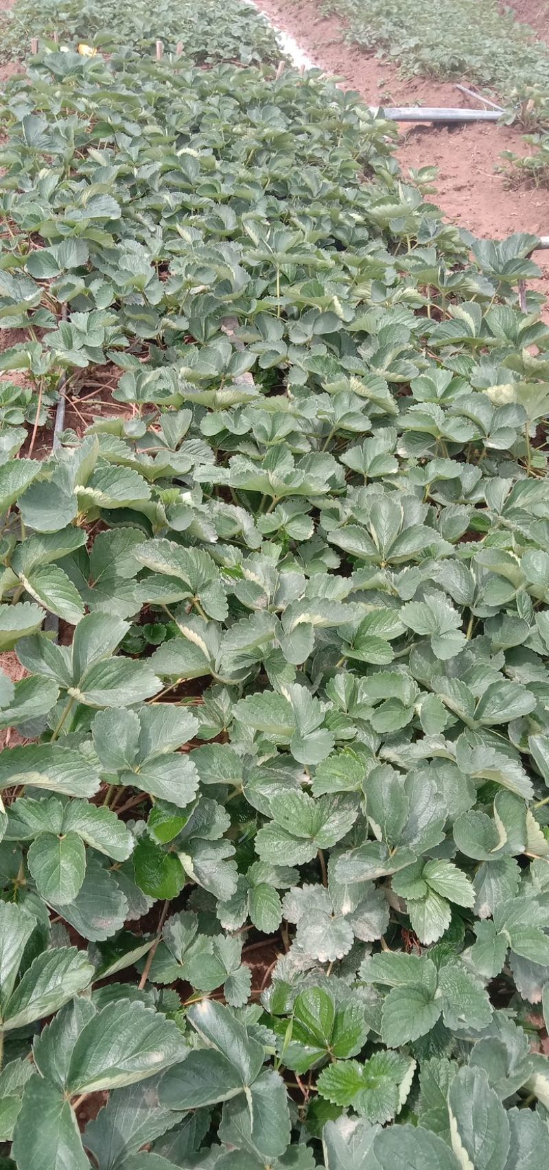 云南楚雄妙香七号草莓苗无任何病害产量高抗病性好欢迎咨询