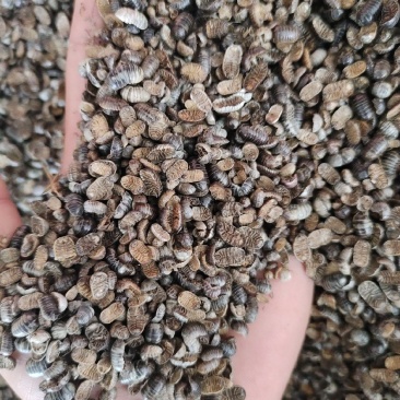 鼠妇虫产地直发一手货源量大从优