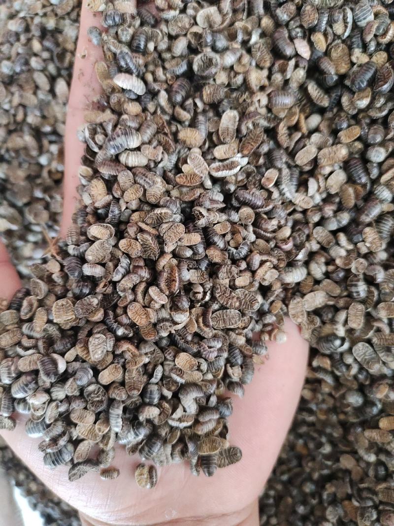 鼠妇虫产地直发一手货源量大从优