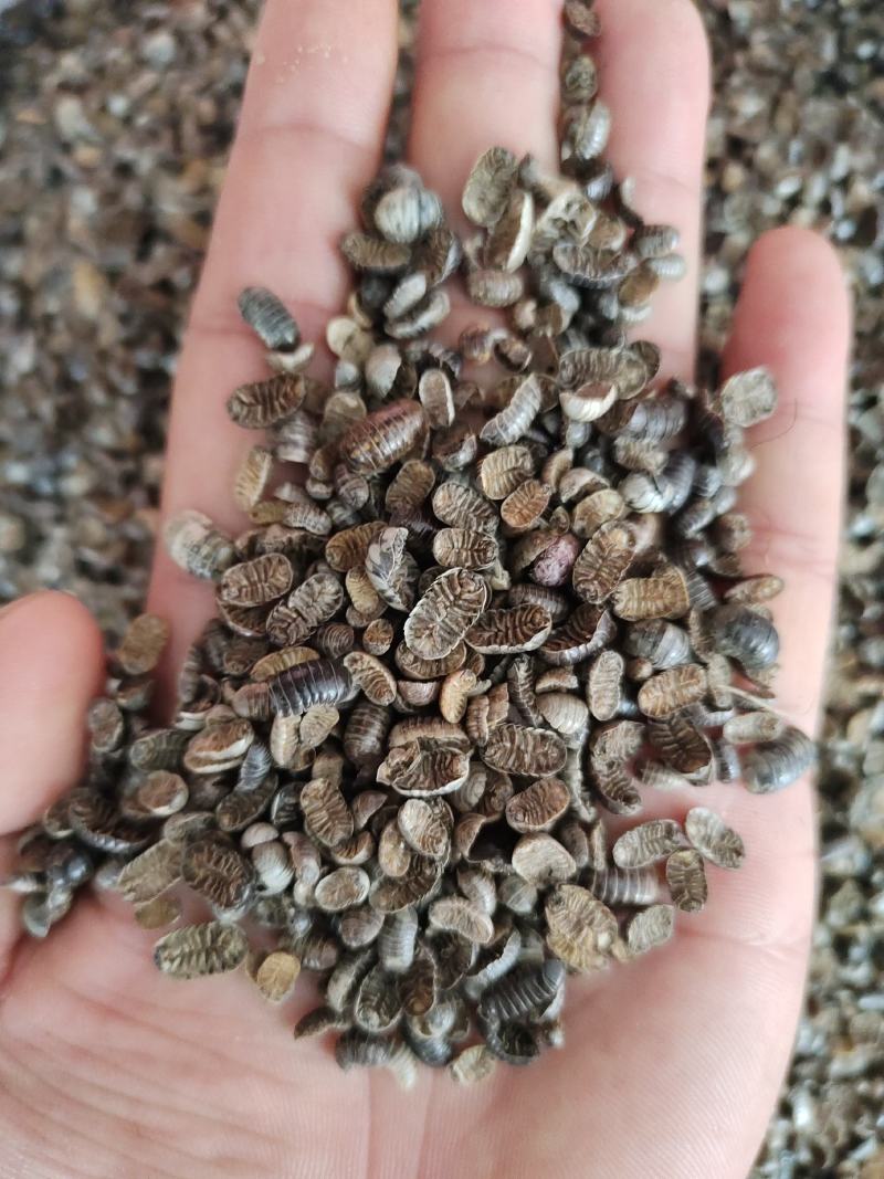鼠妇虫产地直发一手货源量大从优